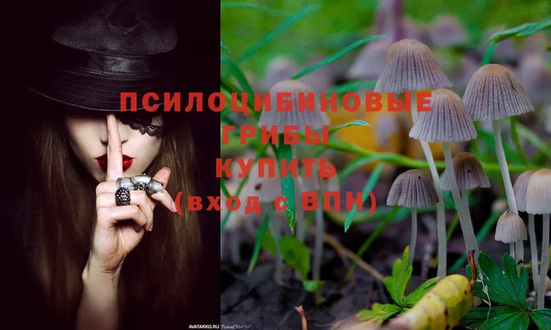 darknet официальный сайт  что такое   Ярославль  Псилоцибиновые грибы Psilocybine cubensis 